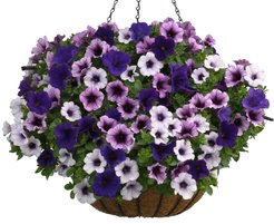 Петуния гибридная микс, в кашпо