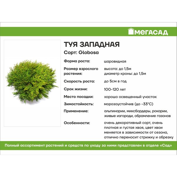 Глобоза ауреа туя описание фото размеры