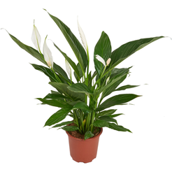 Спатифиллум Шопен d9 h30