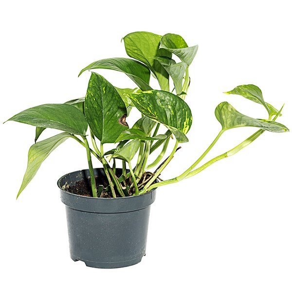 Растение Сциндапсус (Эпипремнум) d7