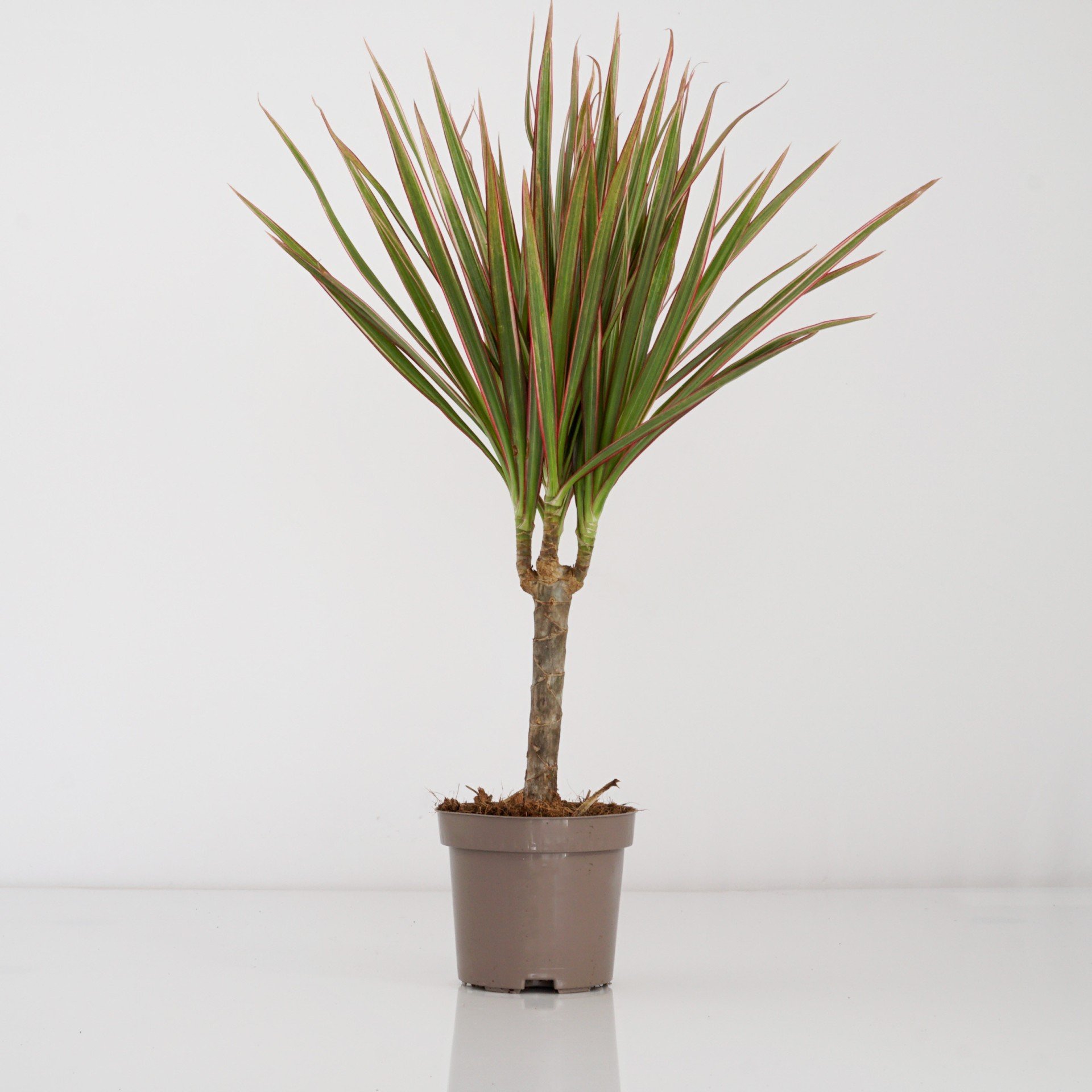 Пальма Драцена Маргината. Дерево Драцена marginata Stam. Dracaena riki Branched 40/210.