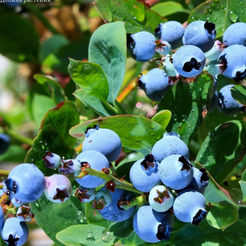 Саженец Голубика Элизабет С 1,5л 