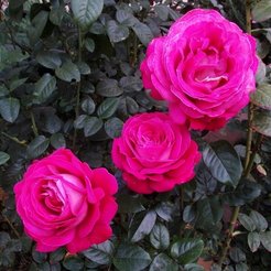 Роза чайно-гибридная Barone Edmond de Rothschild С3