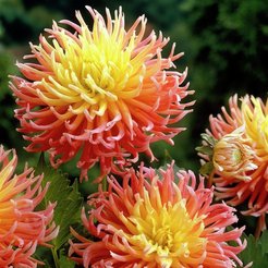 Клубень Георгина кактусовая Альфред Грилль 1шт