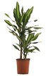 Драцена Gold Coast Single Stem d11 h45