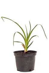 Лилейник гибридный Бурбон Кинг С2