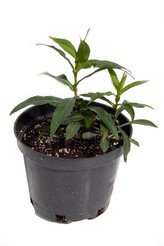 Астра новобельгийская Мария Баллард С2