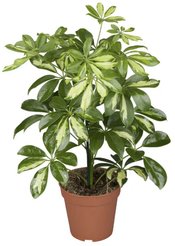 Шеффлера d12