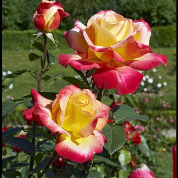 Роза чайно-гибридная Дабл Делайт С2