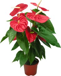 Антуриум Андреанум D12 H40