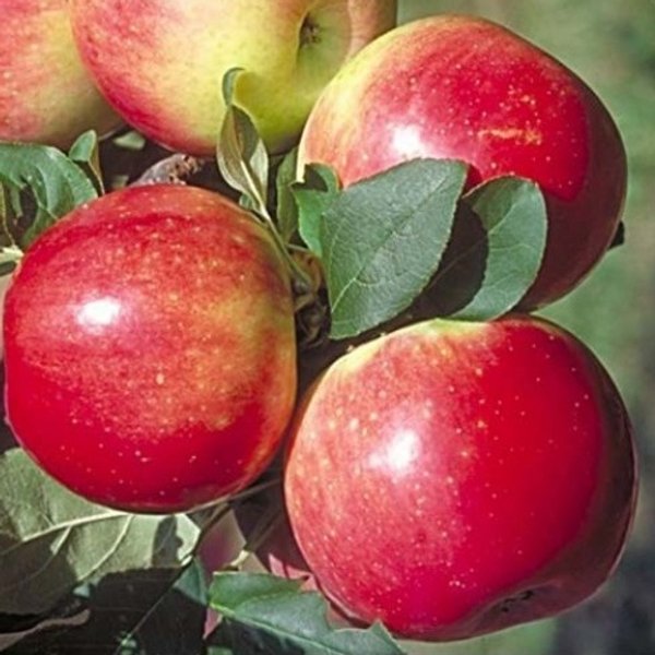 Яблоня сорта благая весть. Яблоня благовест. Яблоня сорта благая весть. Яблоня благая весть описание сорта. Яблоня зимняя благовест.