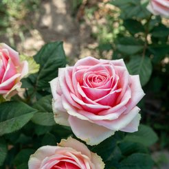 Роза чайно-гибридная Кинг Конг (в тубе)