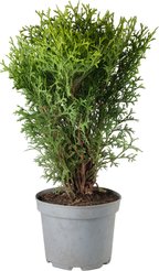 Туя западная Hoseri С2 h30-40см