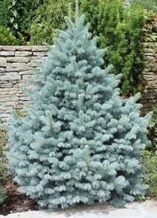 Ель колючая Glauca Majestic С1,5 h25-35см