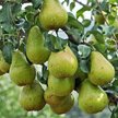 Саженец Груша Просто Мария (в сетке с комом)