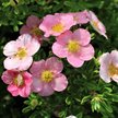 Лапчатка кустарниковая Pink Beauty C2 h40см