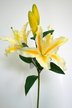 Лилия ветвь 4 цветка белая с желтым 90см