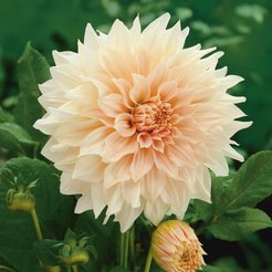 Клубень Георгина декоративная Кофе О Лейт 1шт