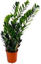 Замиокулькас Замифолия d21 h110