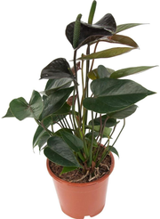 Антуриум Блек Лав d12 h35 