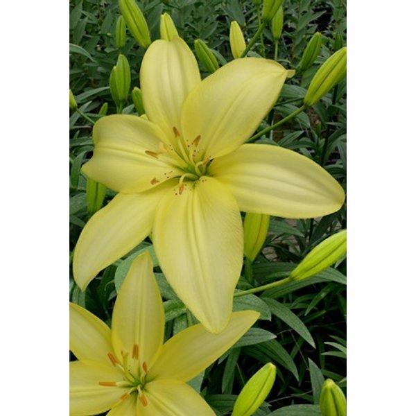 Купить Азиатские Лилии В Интернет Магазине