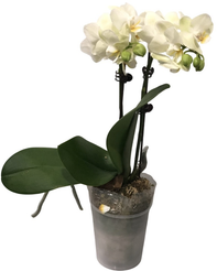 Фаленопсис Анна 2 ст d9