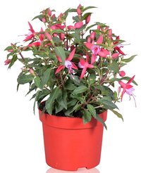 Фуксия микс D10,5