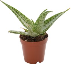 Алоэ Сноуфлейк d5