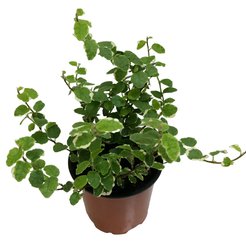 Фикус pumila микс, D9
