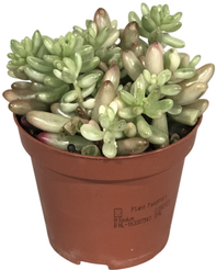 Очиток Рубротинктум d9