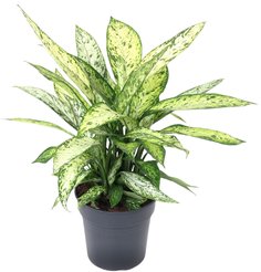 Диффенбахия (Vesuvius) d15