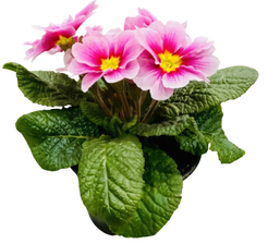 Примула D11 H25