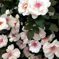 Роза шраб Jacqueline du Pre C3