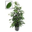 Фикус Midnight Lady d24 h135