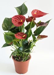 Антуриум Андреанум D10,5 H40