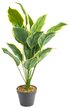Растение искусственное Plant claims Croton lake 11374 в кашпо 65x70x70см