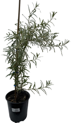 Саженец Облепиха Гном C3 Н20-40 мужской 