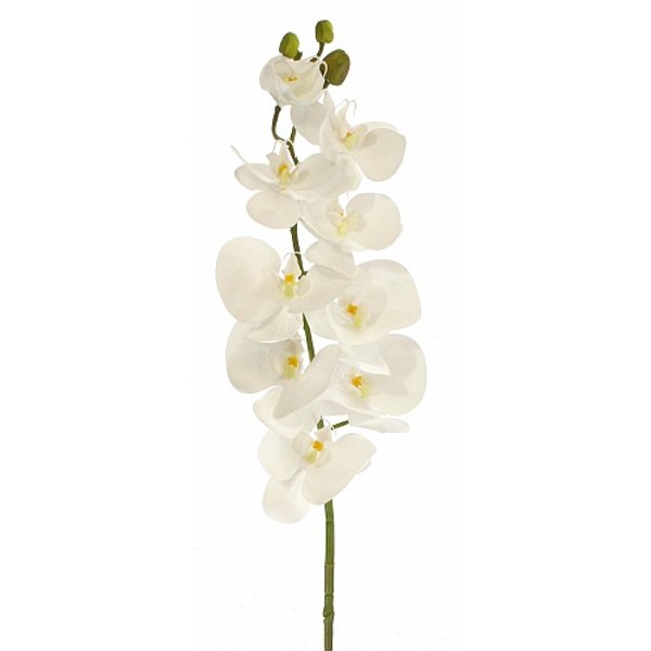 Орхидея фаленопсис Мели 90см