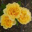 Роза парковая Жоэль Маруани С4