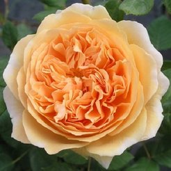 Роза Шраб Английская Краун Принцесс Маргарет (в тубе)