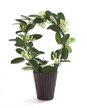 Стефанотис Floribunda 12/45