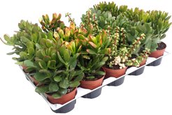 Крассула Микс d12 h20