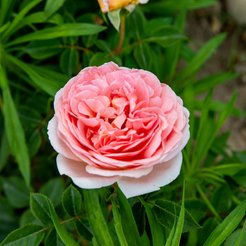 Роза Шраб Английская Абрахам Дерби (в тубе)