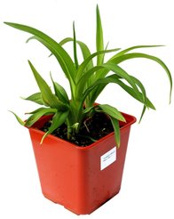 Лилейник микс С2,4