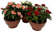 Роза Кордана D22 H38,5