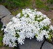 Флокс шиловидный Вайт Делайт С1,5