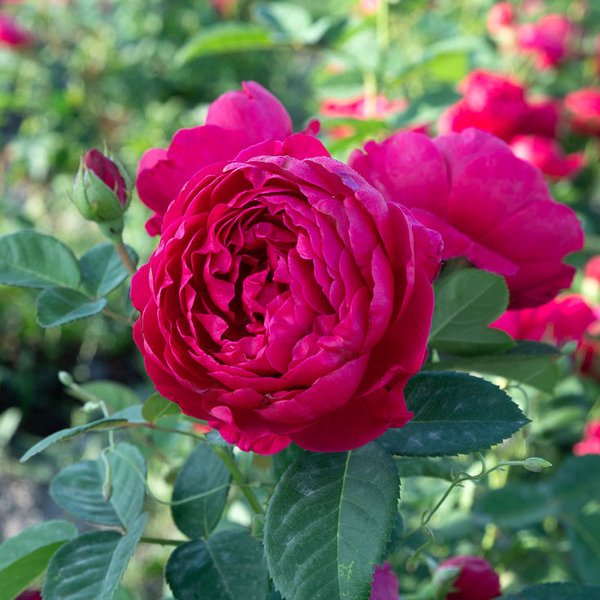 Роза чайно-гибридная сорт Аскот (в тубе)