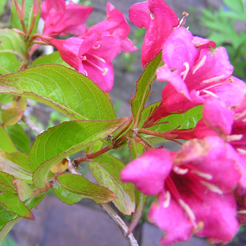 Вейгела цветущая Rumba С2 h30см