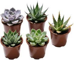 Суккулент D5 H10