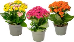 Каланхое Mixed d7 h15